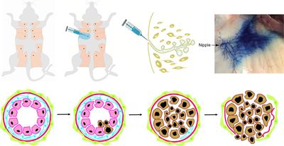 Advances in Rodent Models for Breast Cancer Formation, Progression, and Therapeutic Testing